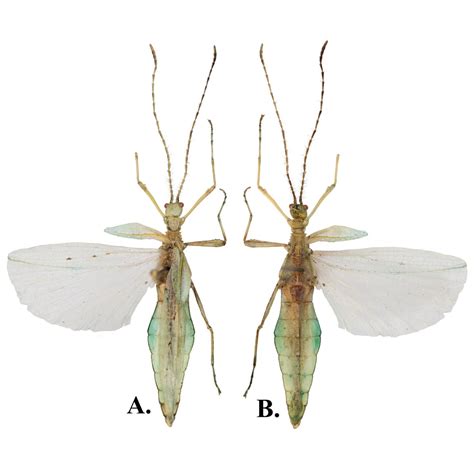 philippines insect|New species of leaf insects from Northern Luzon, Philippines with a.